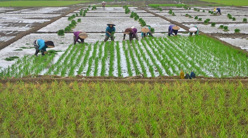 Tantangan Startup Agritech Dukung Ketahanan Pangan Indonesia